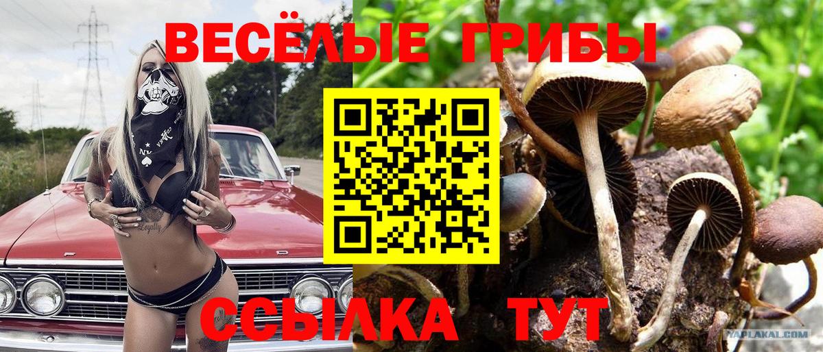 Псилоцибиновые грибы GOLDEN TEACHER Ливны